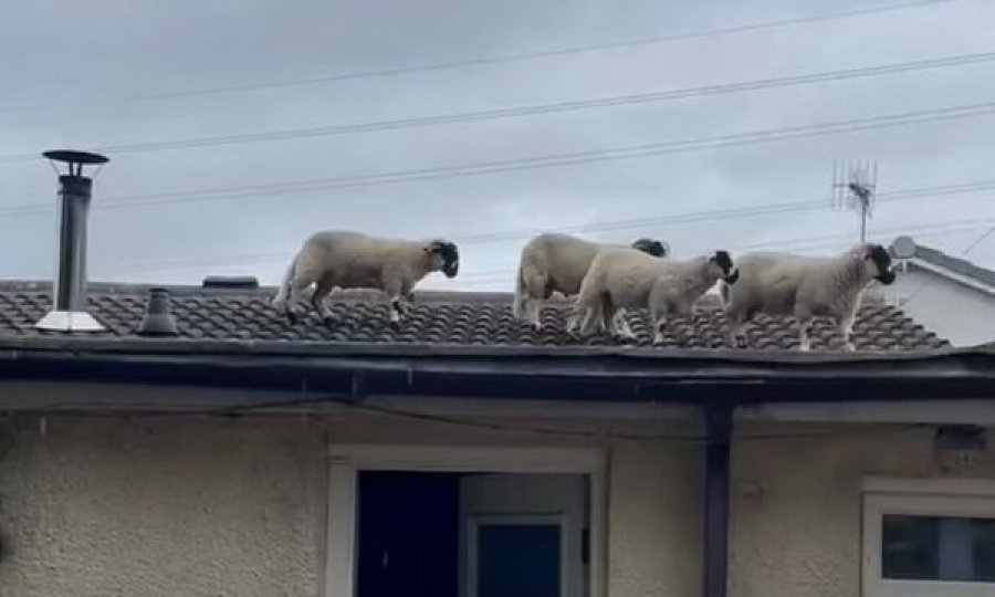 I zgjoi një zhurmë e çuditshme që vinte nga kulmi, çifti britanik habitet kur sheh tufën e deleve