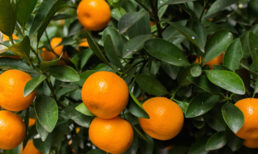 Ministria e Bujqësisë në Shqipëri: Mbi 85% e mandarinave pa mbetje pesticidesh