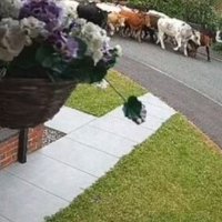Një grumbull lopësh shkaktojnë rrëmujë në një rrugë