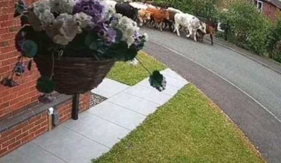 Një grumbull lopësh shkaktojnë rrëmujë në një rrugë