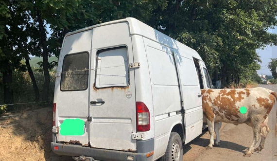 Suharekë: Arrestohen tre persona për vjedhjen e një lope