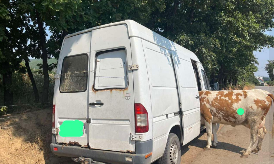 Suharekë: Arrestohen tre persona për vjedhjen e një lope