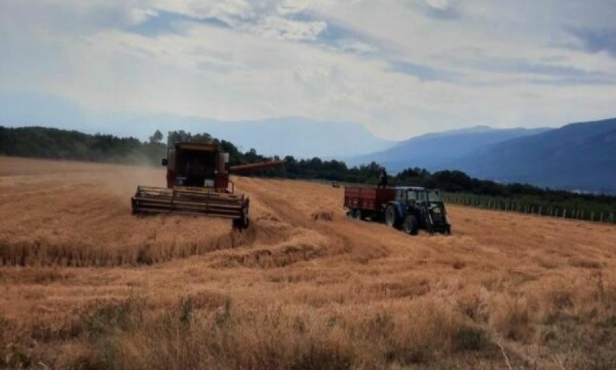 Të burgosurit korrën grurin në Dubravë, arrin në 31,800 kg për vitin 2024