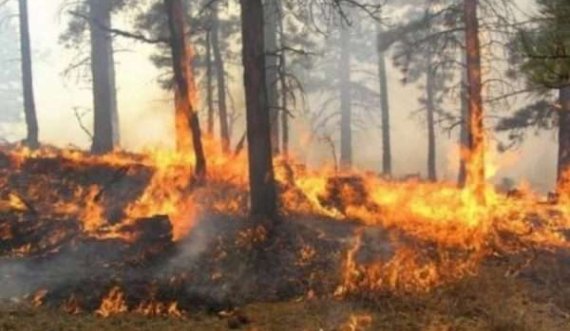 Nga stuhia e  zjarrit  digjen 10 hektarë pemishte e vreshta në Suharekë