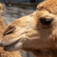 Publikohet video: Dy deve ikin nga kopshti zoologjik