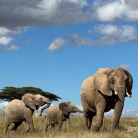  A 'flasin' elefantët në Afrikë?